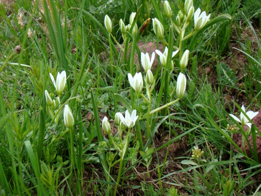 Изображение особи Ornithogalum balansae.