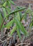 Uvularia grandiflora