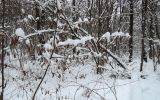 Corylus avellana