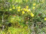 Saxifraga hirculus