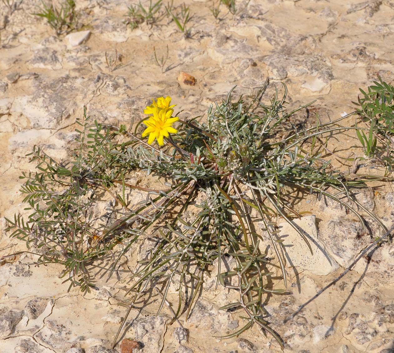 Image of Scorzonera alpigena specimen.