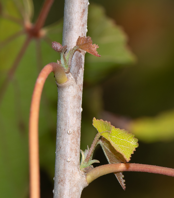 Image of Dombeya kirkii specimen.