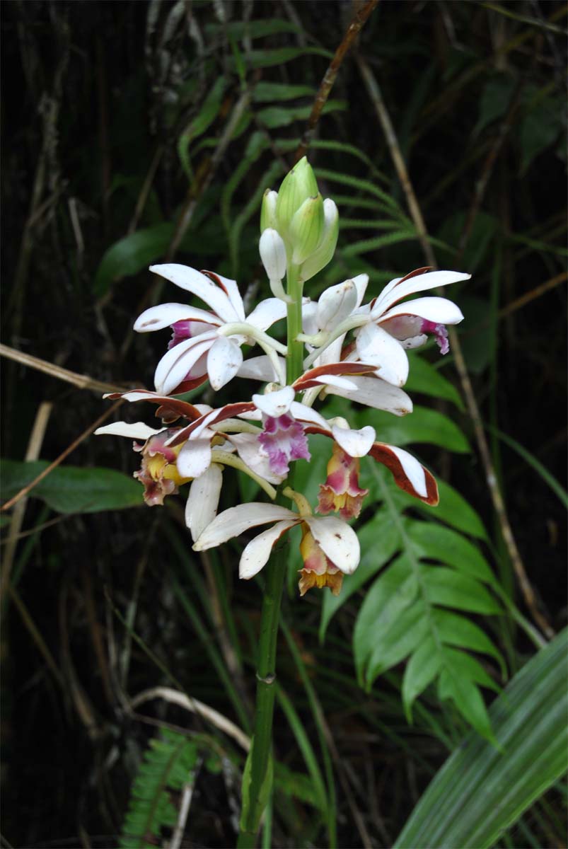 Изображение особи Phaius callosus.