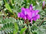 Oxytropis kamtschatica. Верхушка растения с соцветием. Камчатский край, Елизовский район, природный парк \"Вулканы Камчатки\", Авачинский перевал, 900 м н.у.м., горная тундра. 16.07.2009.