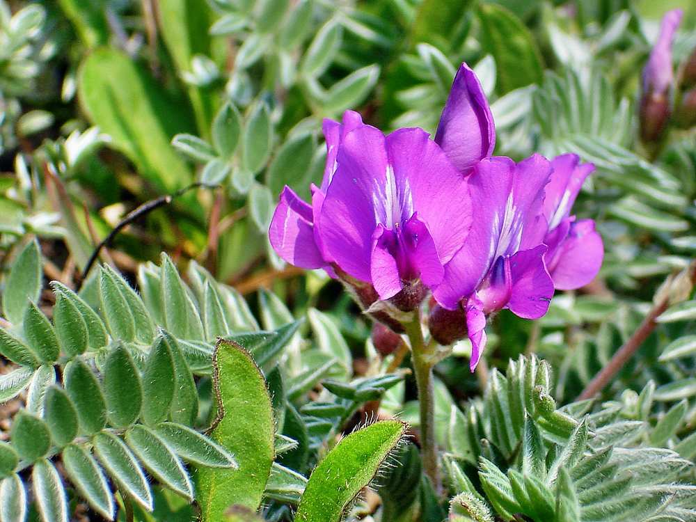 Image of Oxytropis kamtschatica specimen.