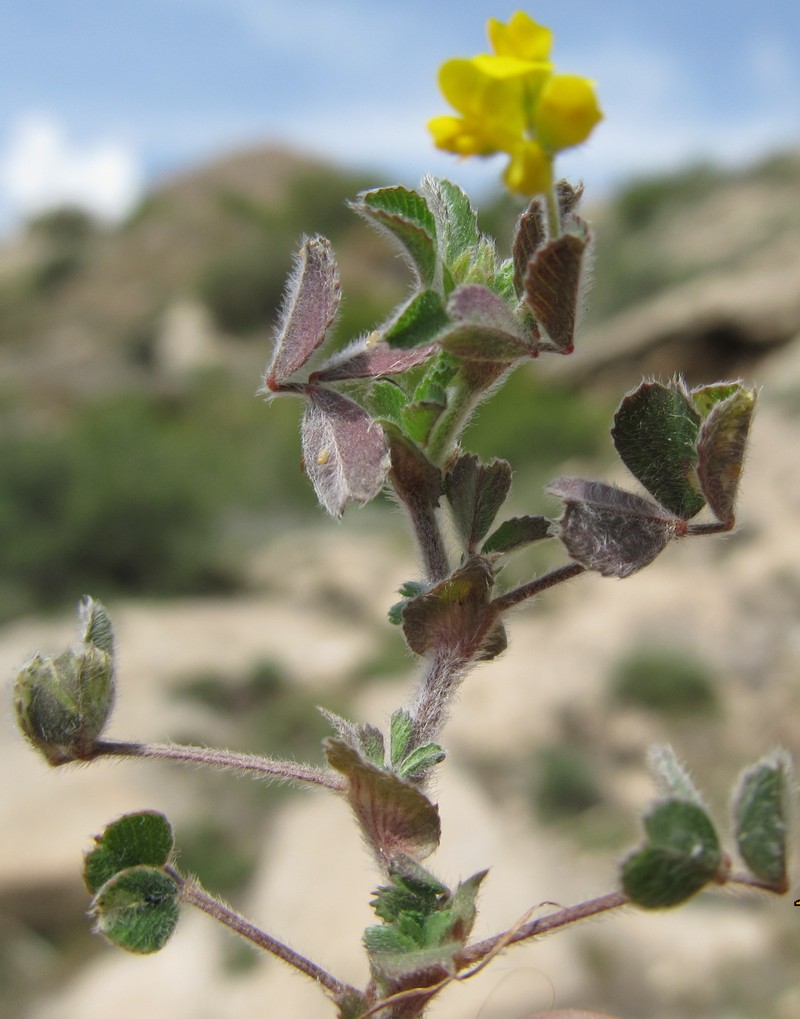 Изображение особи род Medicago.