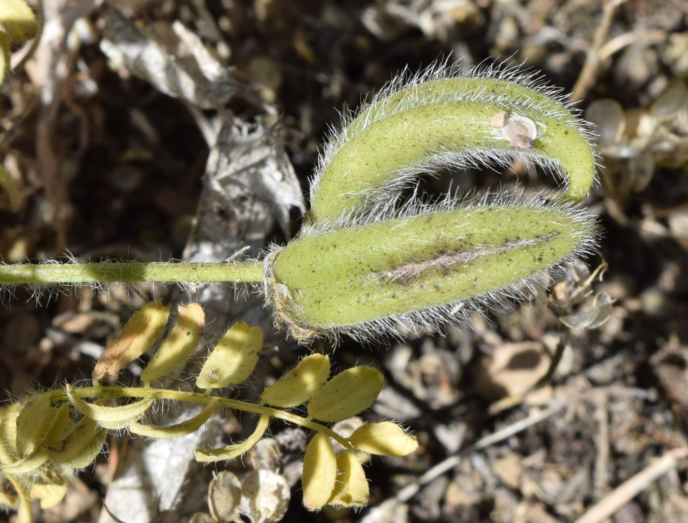 Изображение особи Astragalus camptoceras.