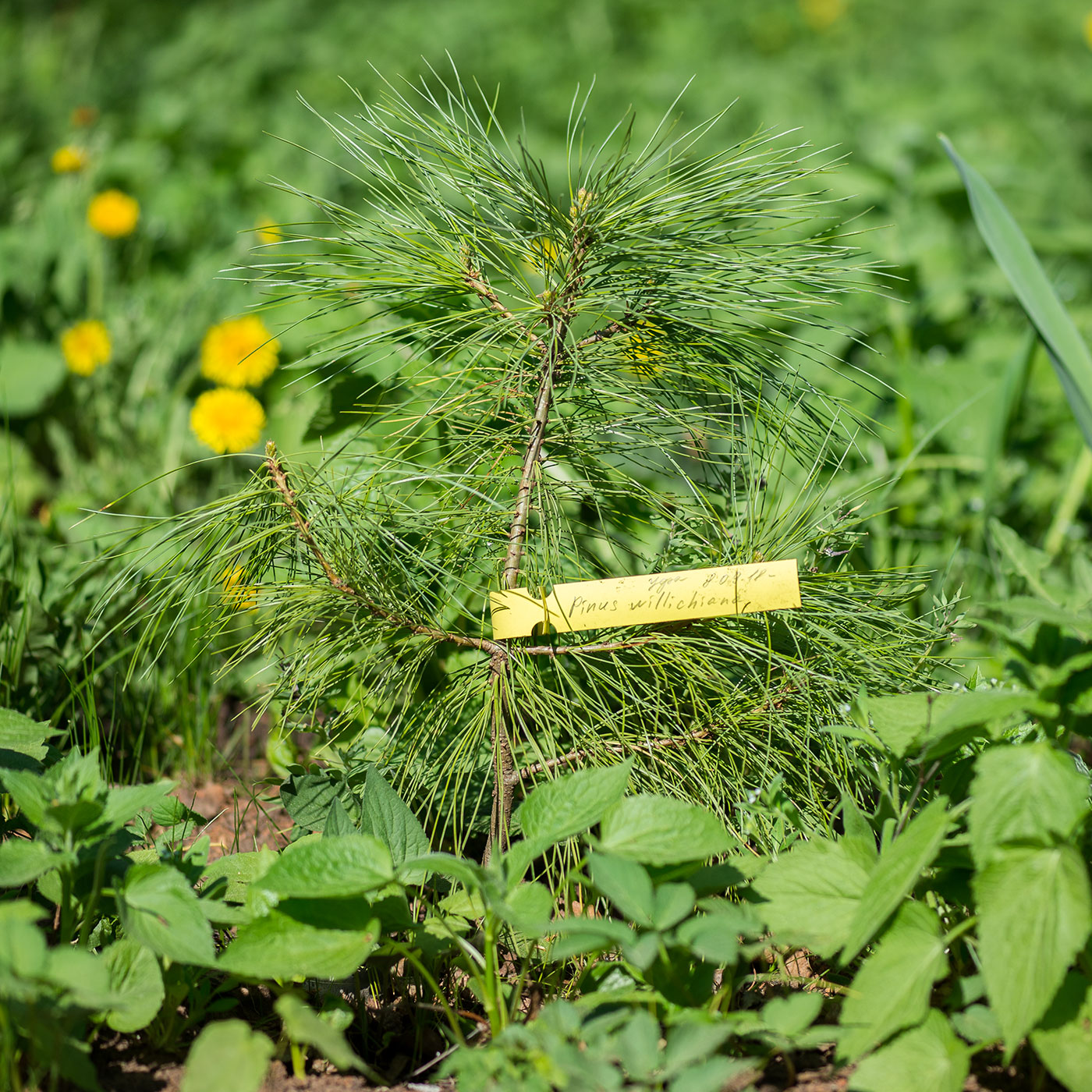 Image of Pinus wallichiana specimen.