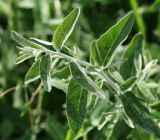 Elaeagnus angustifolia. Верхушка побега. Саратовская обл., Хвалынский р-н, окр. пос. Алексеевка, край поля подсолнечника. 06.08.2018.