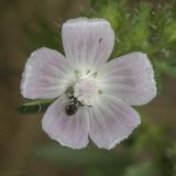 Malva setigera