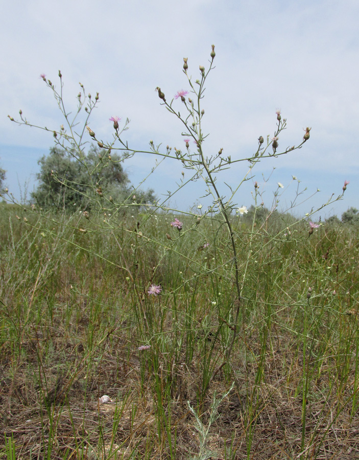 Изображение особи Centaurea odessana.