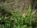 Potentilla kulabensis