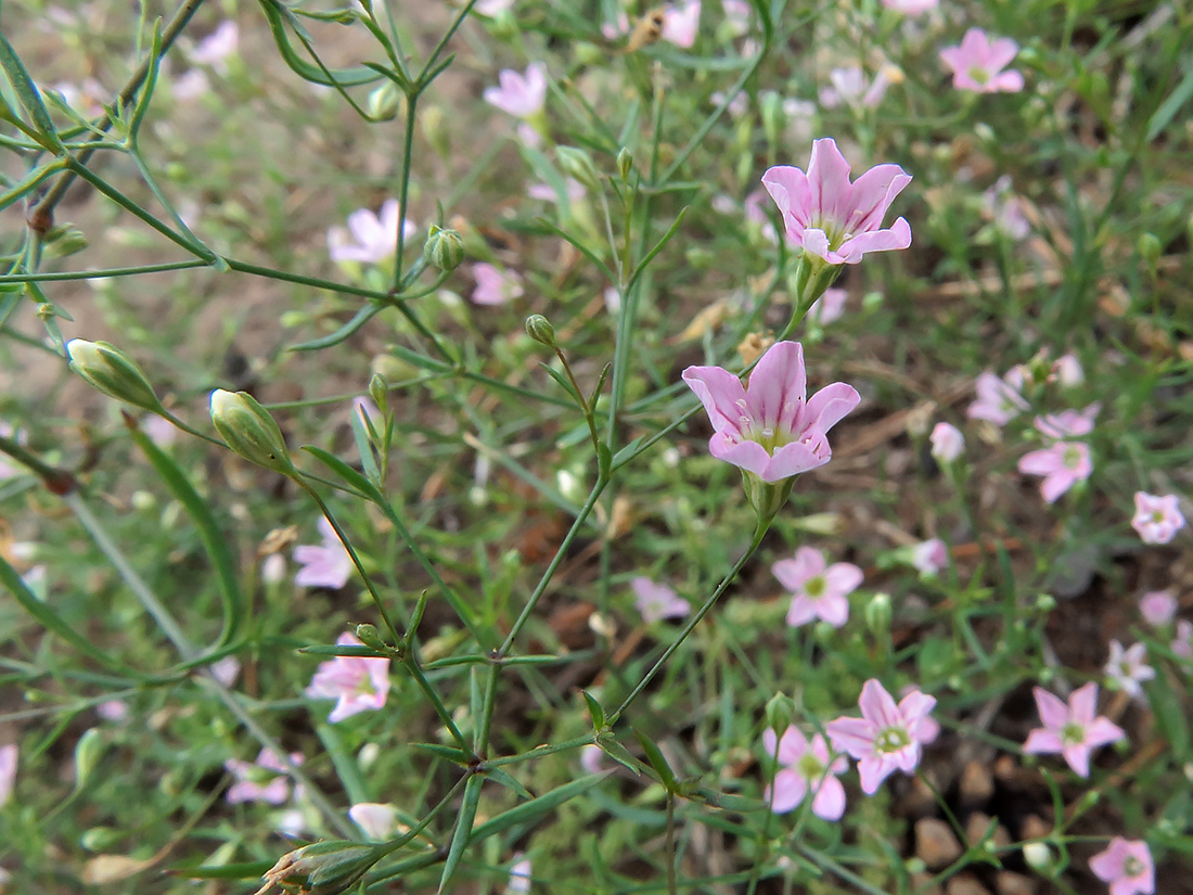 Изображение особи Psammophiliella muralis.