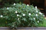 Datura innoxia. Цветущее растение. Ростовская обл., г. Таганрог, в озеленении. 22.07.2019.