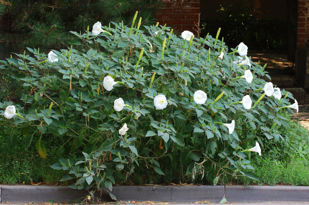 Image of Datura innoxia specimen.