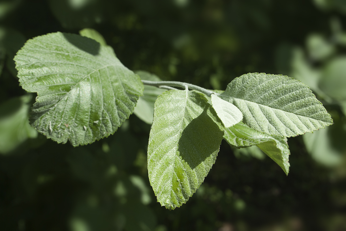 Изображение особи Sorbus graeca.