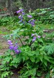 Campanula latifolia. Цветущие растения. Башкирия, Белорецкий р-н, гора Большой Иремель, ≈ 1000 м н.у.м., опушка смешанного леса. 30.07.2019.