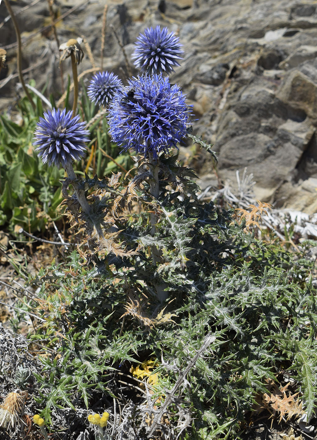 Изображение особи Echinops ritro.