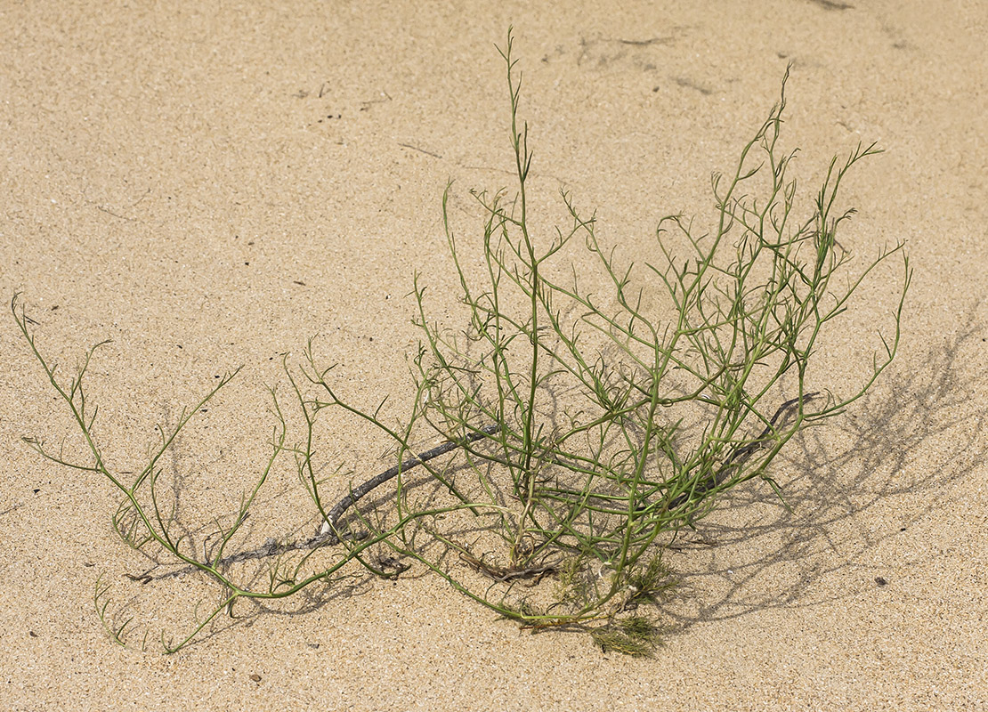 Image of Corispermum nitidum specimen.