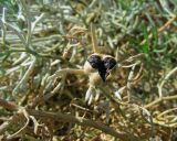 Peganum harmala