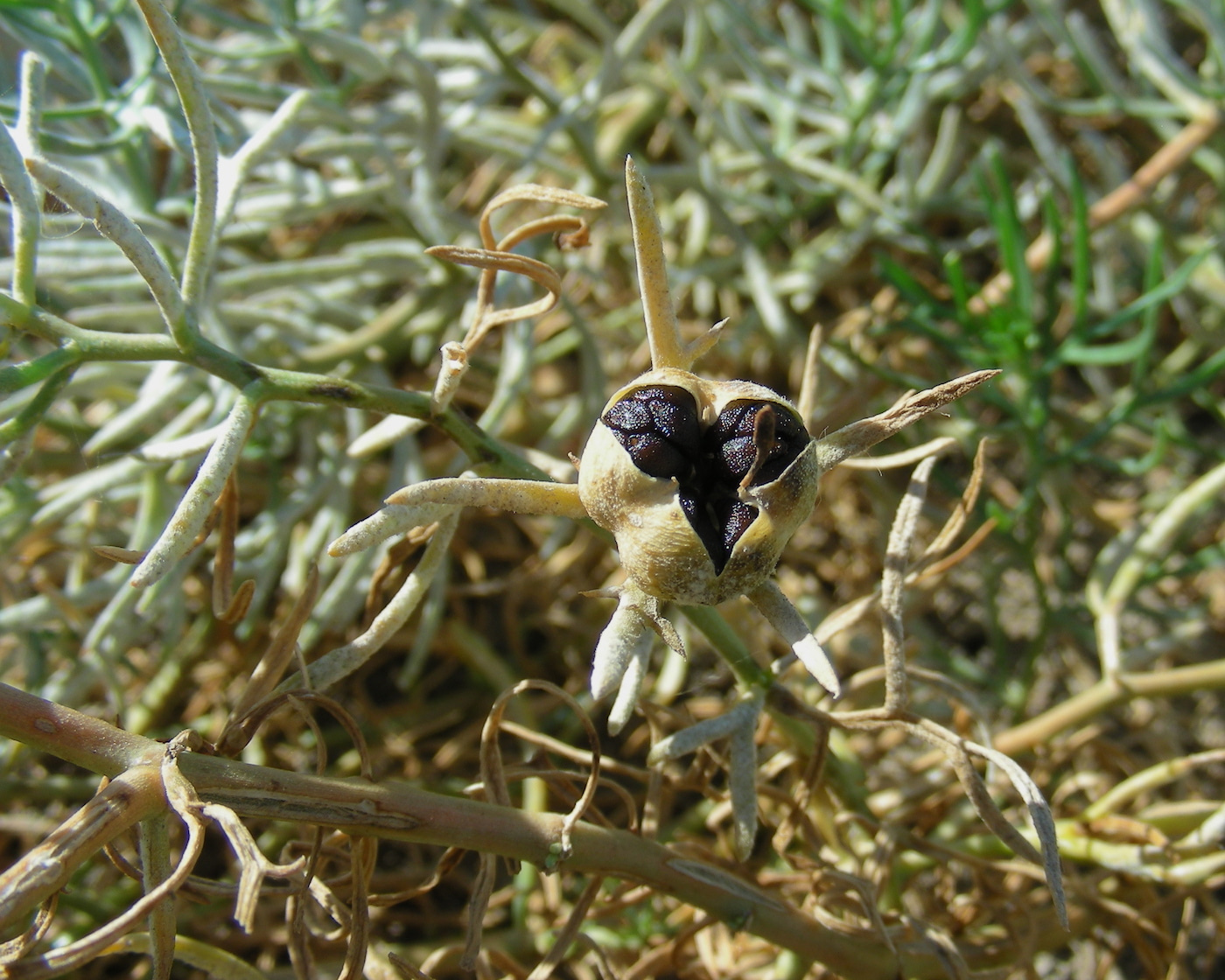 Image of Peganum harmala specimen.