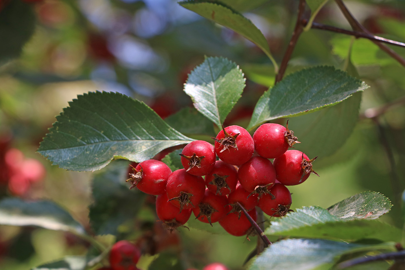 Image of Crataegus flava specimen.