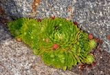 Jovibarba globifera