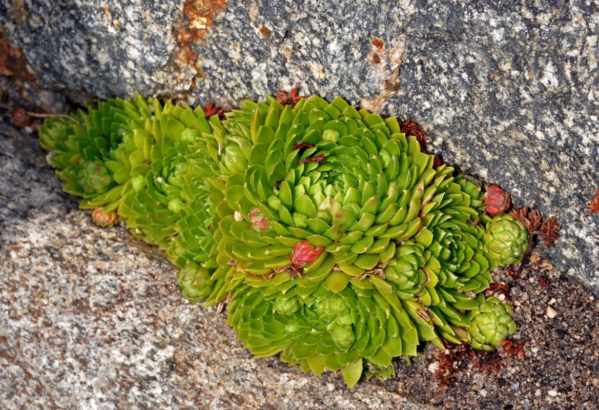 Image of Jovibarba globifera specimen.