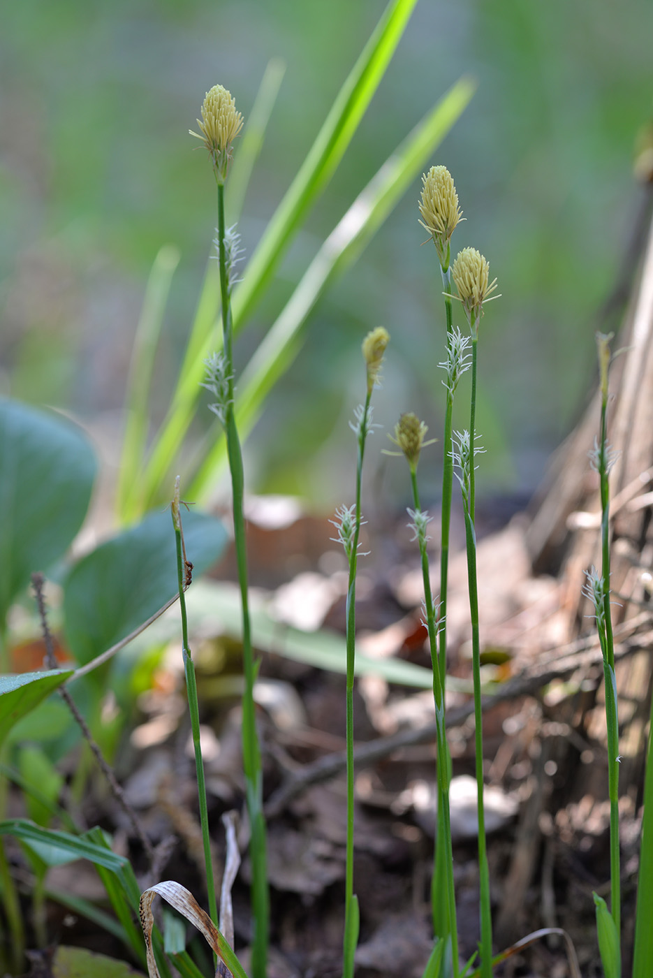 Изображение особи Carex vaginata.