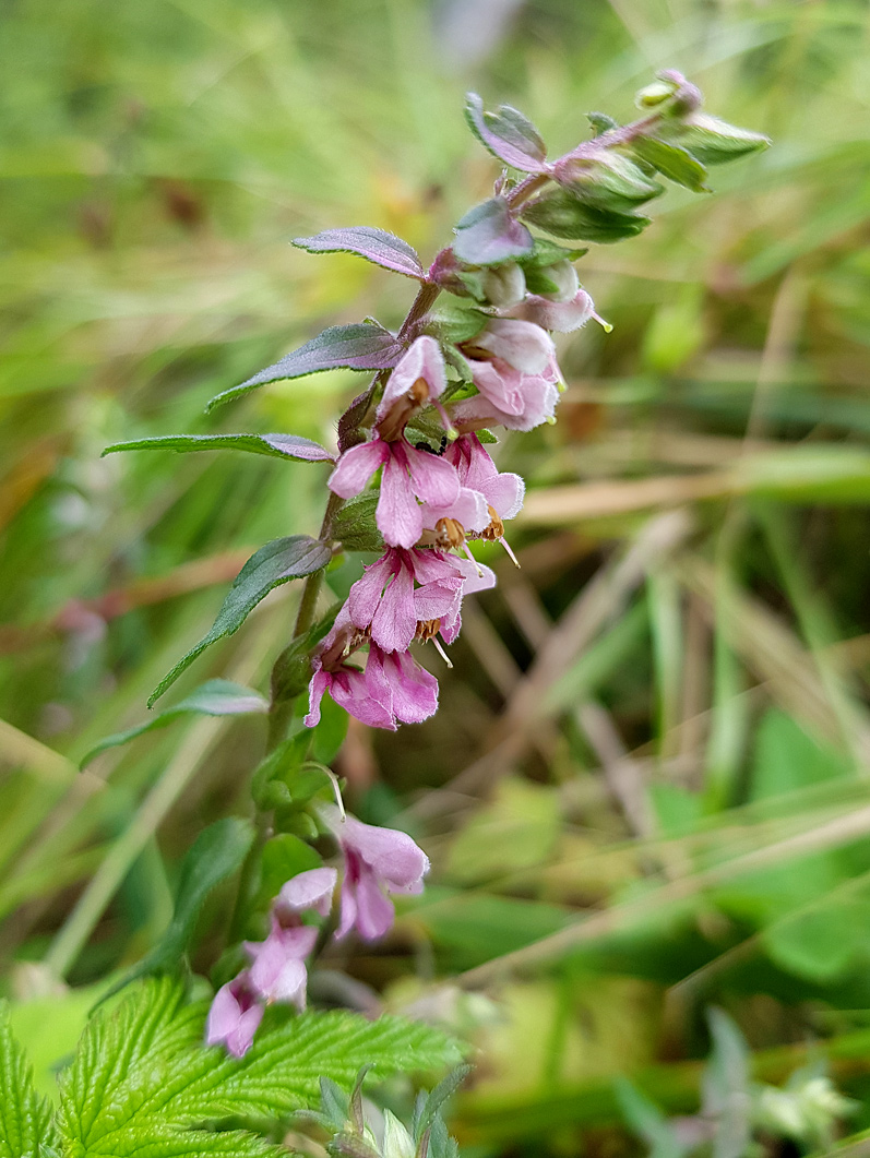 Изображение особи Odontites vulgaris.