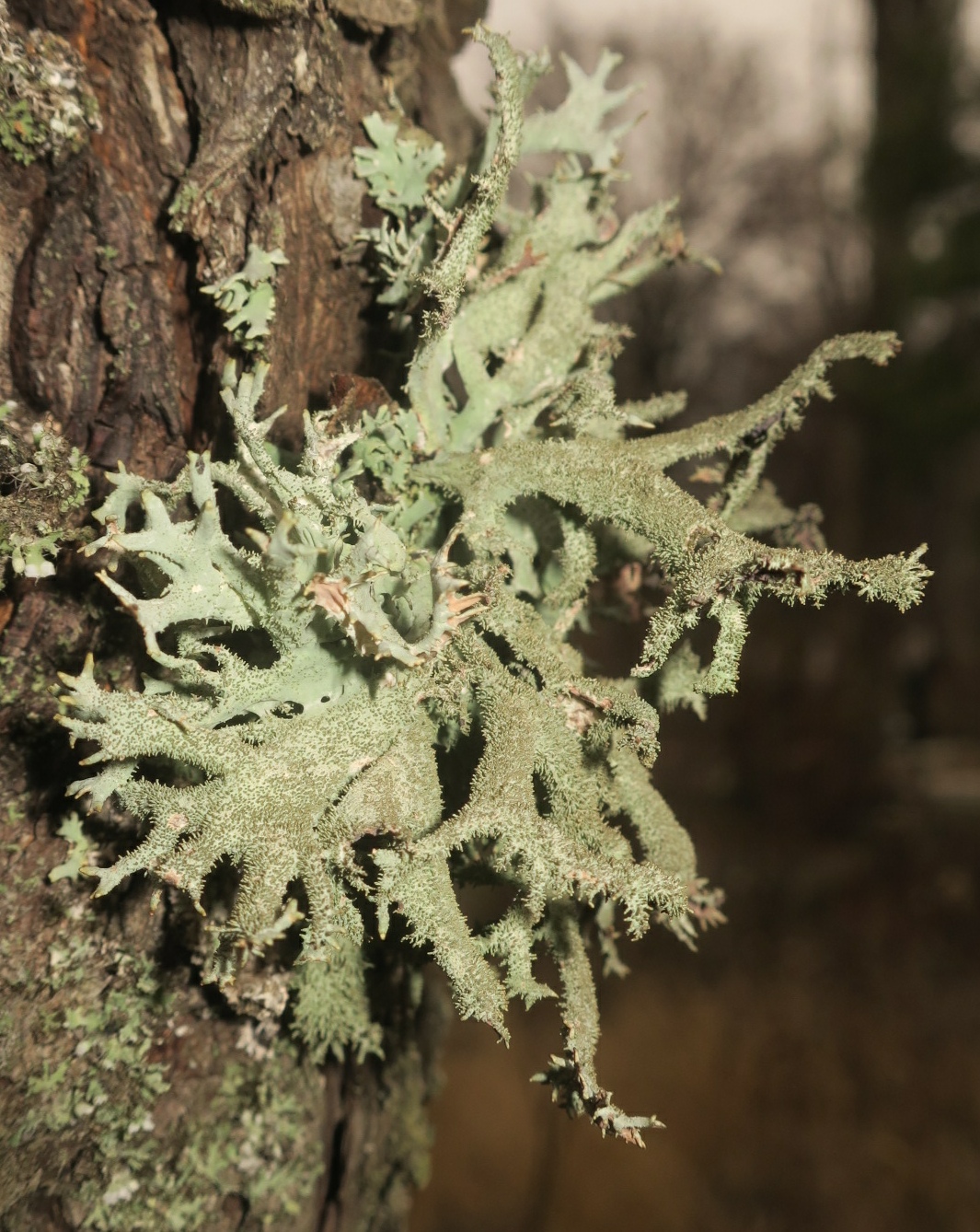 Изображение особи Pseudevernia furfuracea.