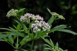 Sambucus ebulus. Верхушка побега с распускающимися и распустившимся соцветиями. Сербия, национальный парк Тара, плоскогорье Равна Тара, опушка смешанного леса. 09.07.2019.