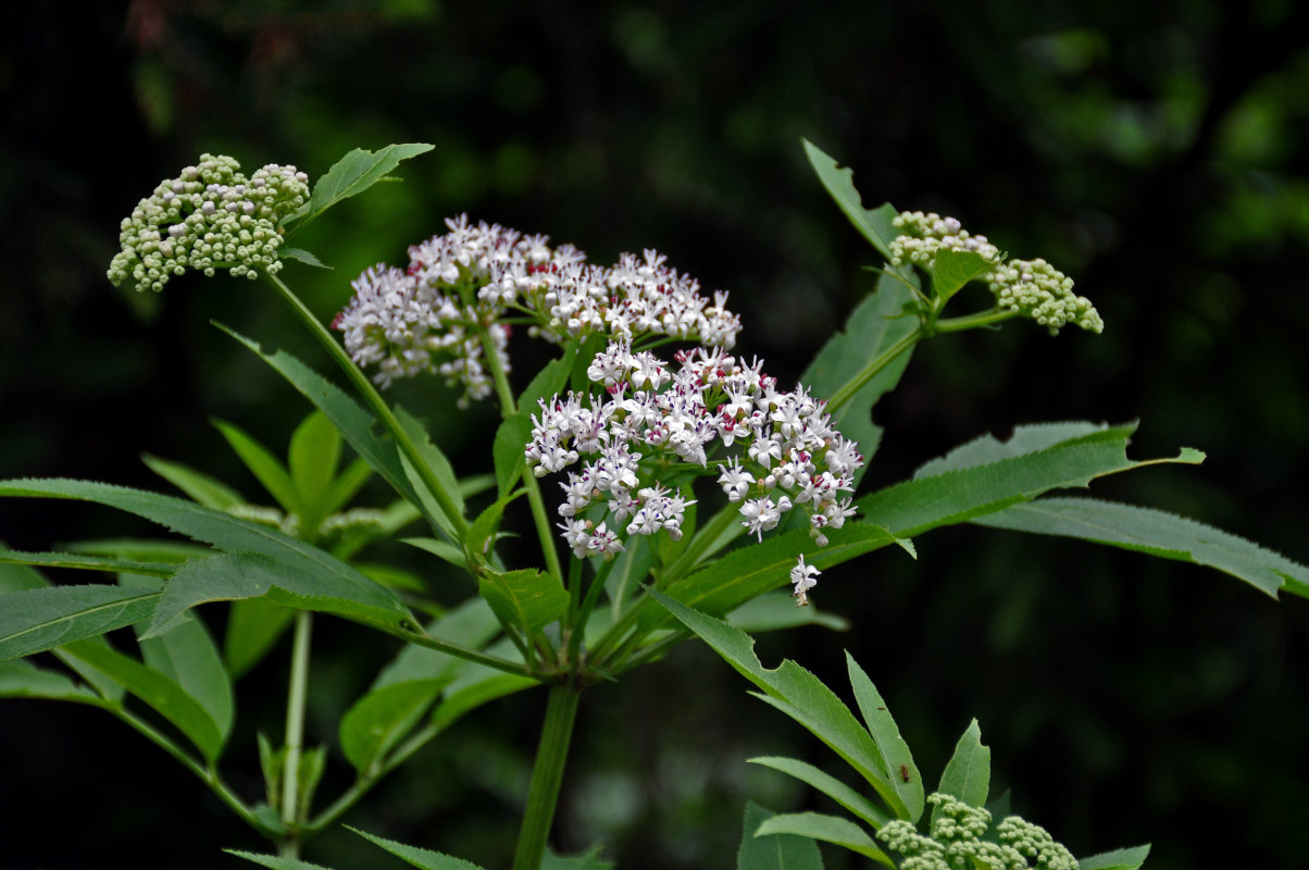 Изображение особи Sambucus ebulus.