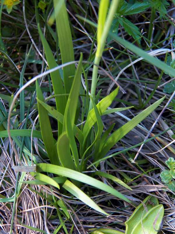 Изображение особи Tofieldia calyculata.