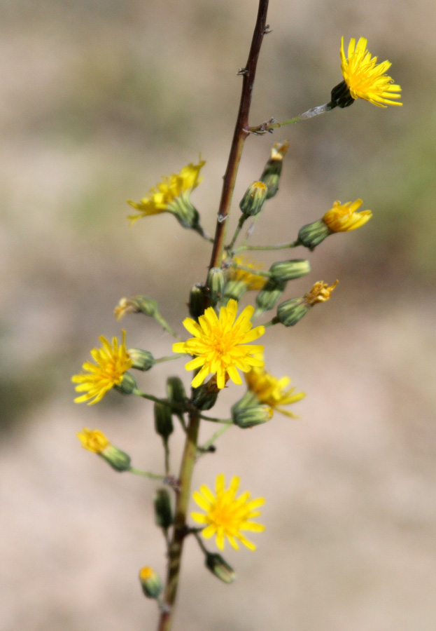 Image of Hieracium virosum specimen.