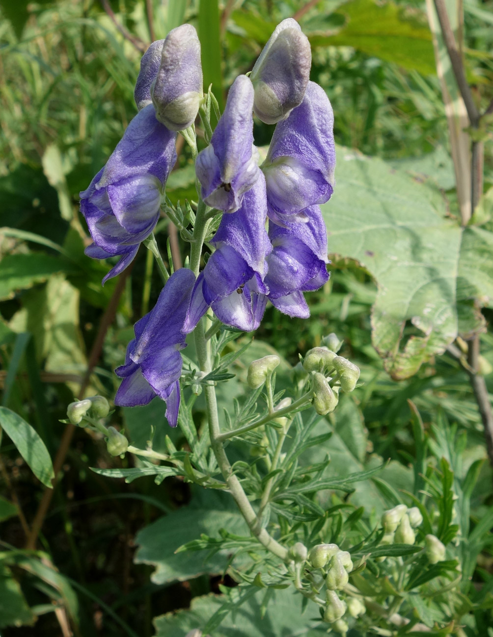 Изображение особи Aconitum sachalinense.