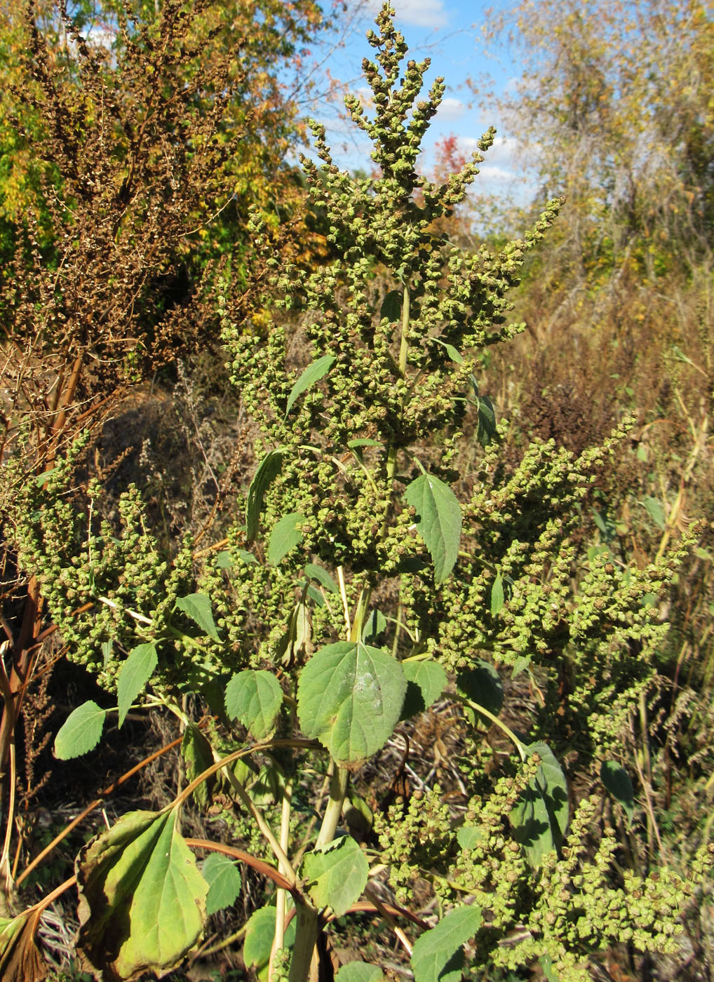 Изображение особи Cyclachaena xanthiifolia.