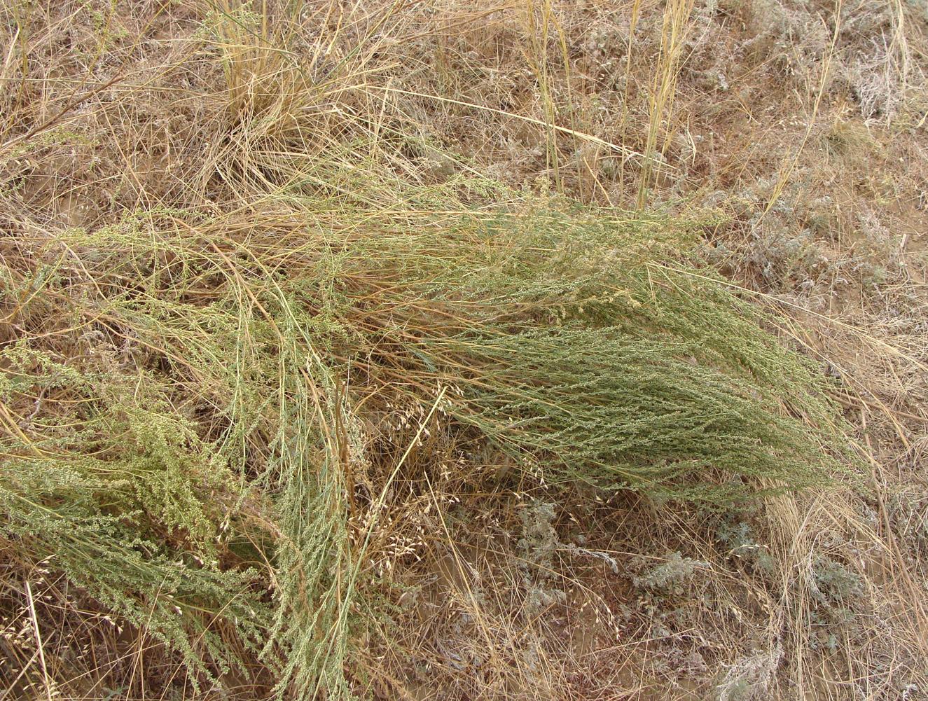 Image of genus Artemisia specimen.