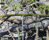 Cryptocarpus pyriformis