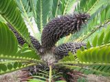 Encephalartos longifolius