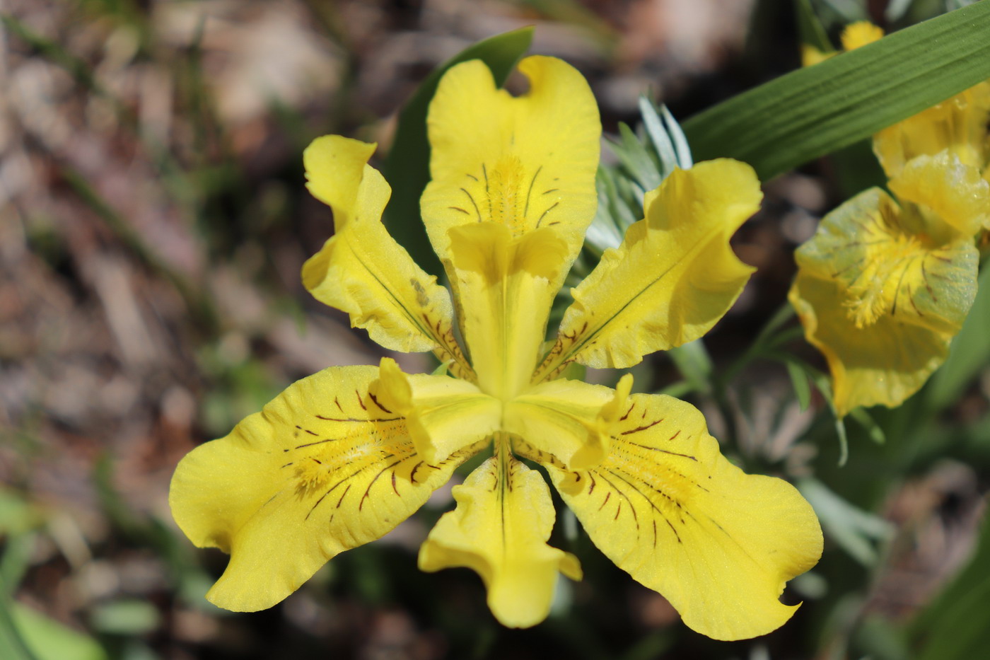 Image of Iris bloudowii specimen.