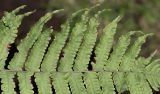 Goniopteris jamesonii