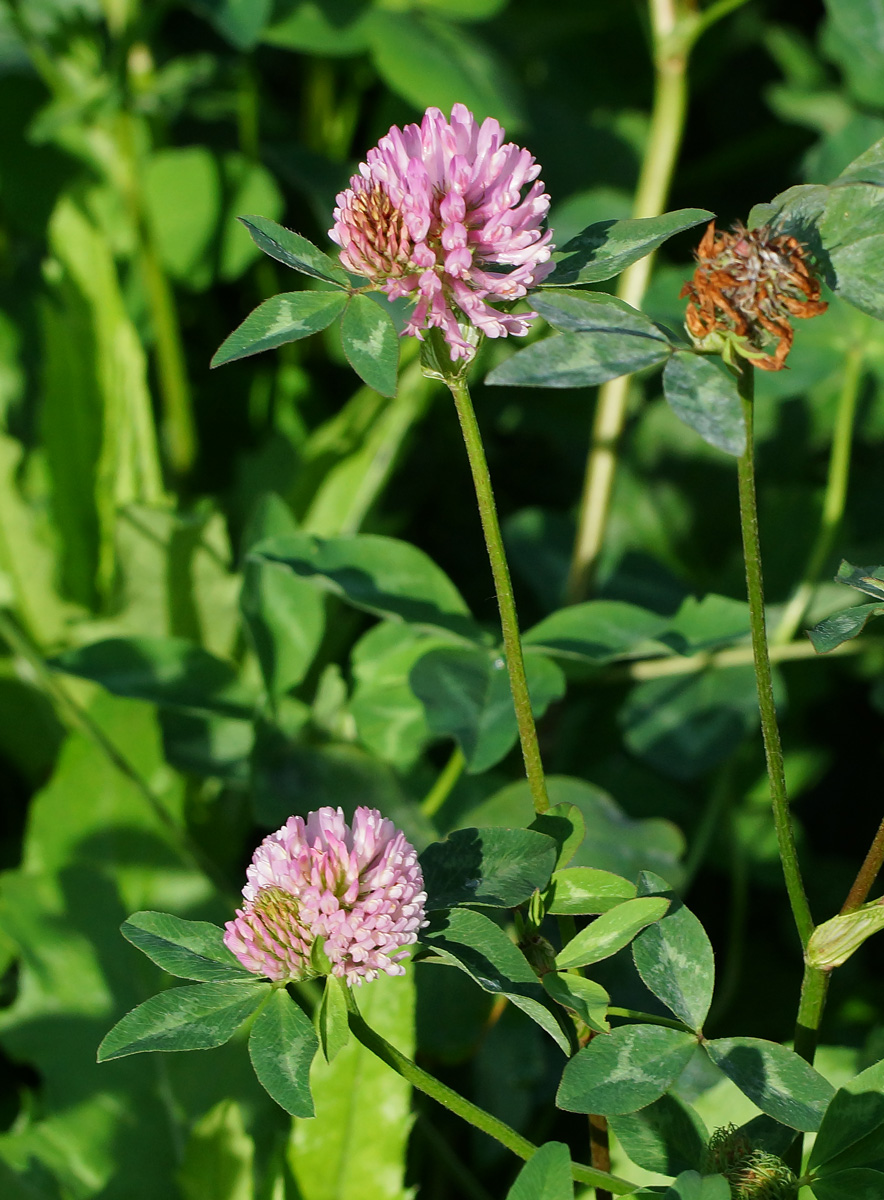 Изображение особи Trifolium pratense.