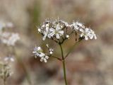 Gypsophila fastigiata