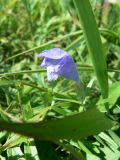 Dracocephalum argunense
