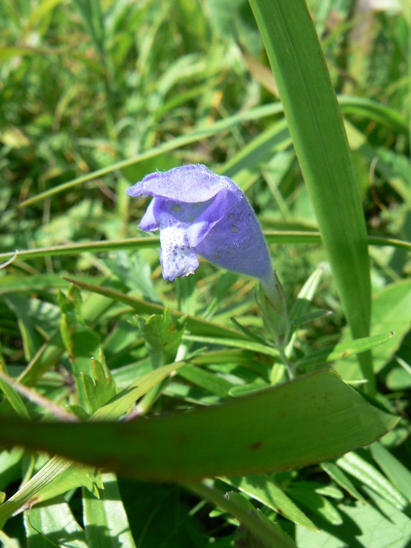 Image of Dracocephalum argunense specimen.