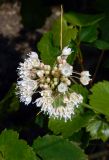 Allium pallens ssp. coppoleri