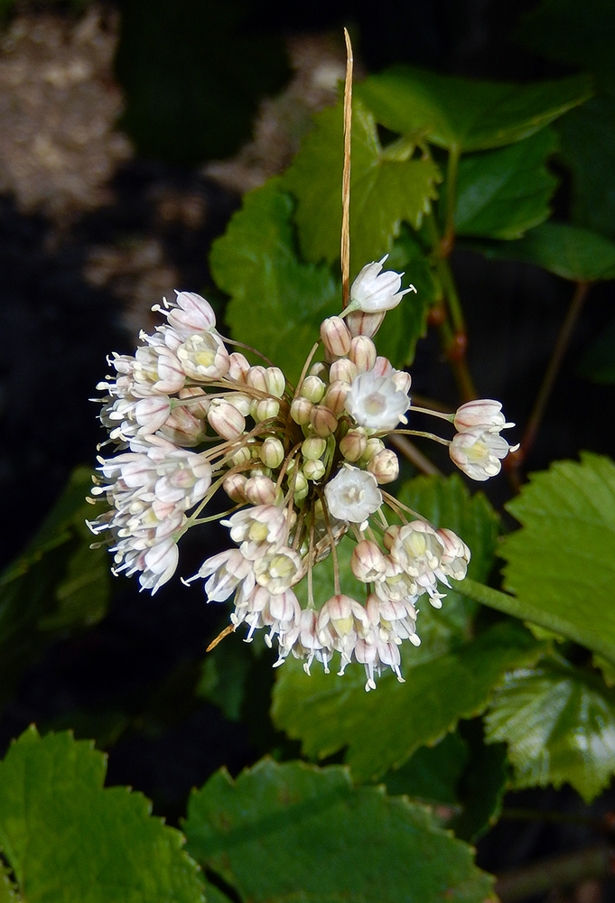 Изображение особи Allium pallens ssp. coppoleri.