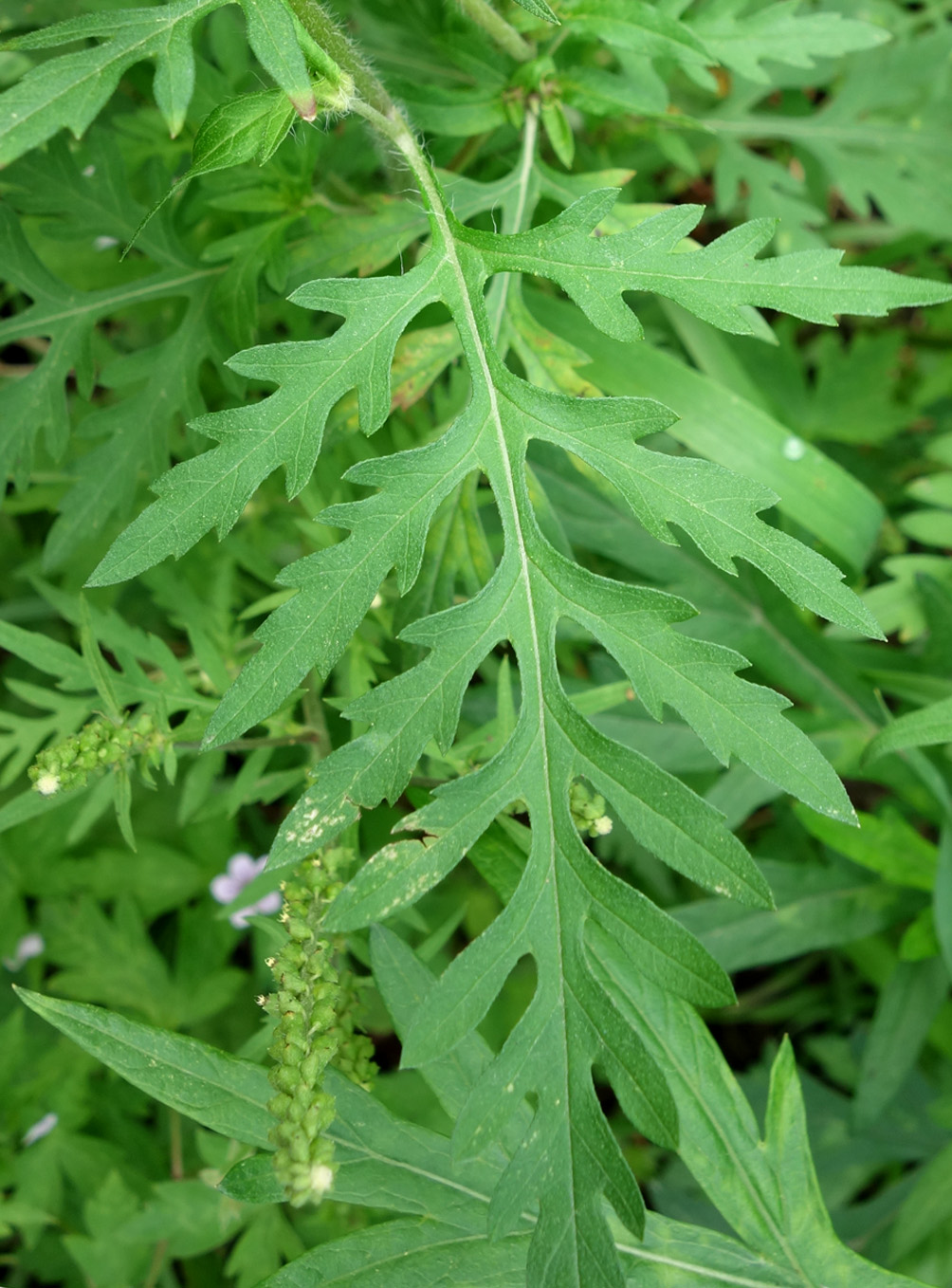 Image of Ambrosia artemisiifolia specimen.