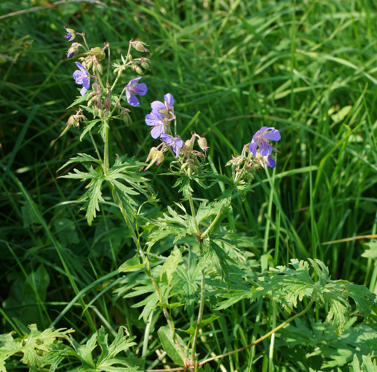 Изображение особи Geranium pratense.